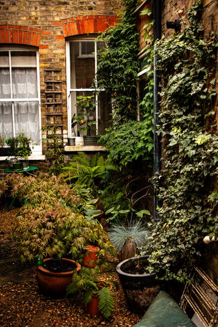 A narrow garden courtyard situated between two brick and wooden exterior walls of a building, featuring a variety of lush green plants and foliage. The garden has potted ferns, small shrubs, and climbing ivy that covers portions of the walls, creating a dense, textured backdrop. A small window with a white curtain and a wooden lattice are visible on the brick wall, with the window partially obscured by the greenery. The ground is covered with gravel, and several gardening tools and plant pots are scattered around, indicating ongoing garden maintenance. This intimate outdoor space showcases elements suitable for garden landscaping work and lawn care, with a focus on lush plant growth and compact layout, typical of London's private courtyards. Gardeners Chelsea specializes in maintaining and enhancing such narrow Chelsea courtyards, combining planting and outdoor care to optimize small urban outdoor areas.