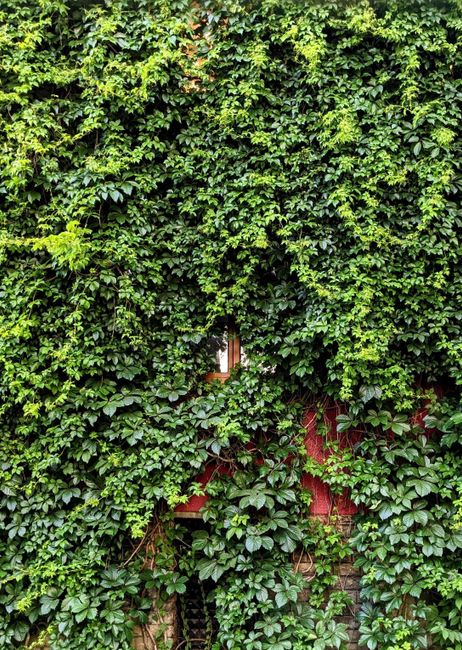 A dense wall of green ivy and various climbing plants covers the exterior of a garden building, with lush, glossy leaves in different shades of green. A small, partially visible window peeks through the foliage, framed by the thick greenery. The plants appear well-maintained, suggesting recent trimming to control growth, with some vines trailing down towards a red wooden fence or panel beneath the greenery. The garden environment is illuminated by natural daylight, highlighting the vibrant textures of the leaves and creating a sense of lush, outdoor garden maintenance. The scene exemplifies outdoor landscaping work, with neatly managed climbing plants that enhance the garden's natural appearance, reflecting professional gardening care by Gardeners Chelsea.