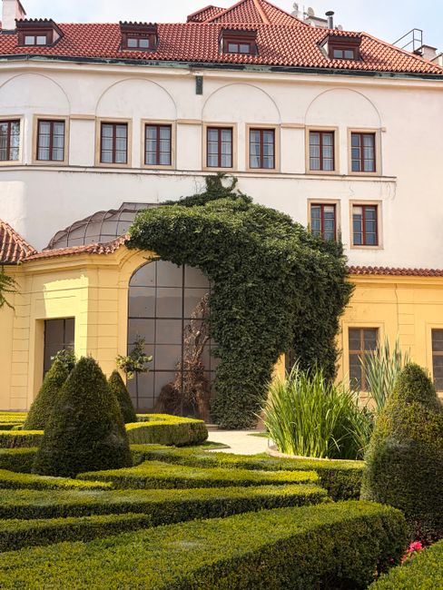 A multi-story building with a cream-colored facade and red-tiled roof, featuring multiple rectangular windows. In front of the building, there is a well-maintained garden with neatly trimmed box hedges forming geometric patterns, lush green plants, and decorative conical topiary. An expansive section of climbing ivy with dense, dark green leaves partially covers a large, arched window, extending from a lower wall section. The garden pathway is visible, bordered by vibrant green grasses and tall ornamental grasses, all under bright daylight that highlights the textures of the leaves, grass, and soil. This scene exemplifies professional garden maintenance and landscaping work, with a focus on hedge trimming, climbing plant care, and overall outdoor aesthetics conducted by Gardeners Chelsea.