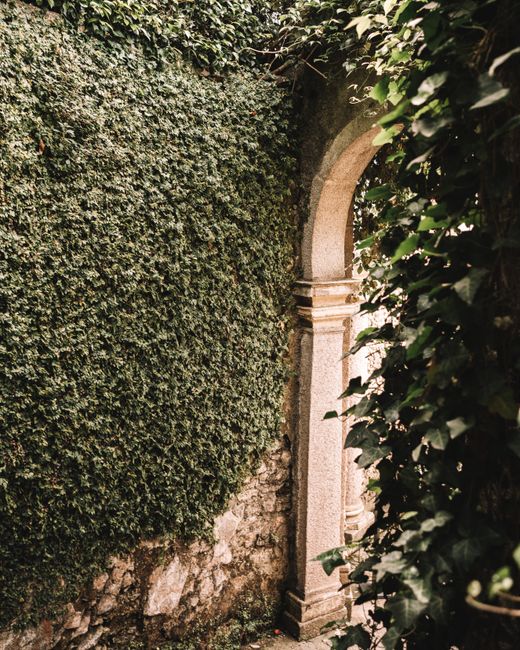 A dense wall of green ivy and various climbing plants covers the exterior of a garden building, with lush, glossy leaves in different shades of green. A small, partially visible window peeks through the foliage, framed by the thick greenery. The plants appear well-maintained, suggesting recent trimming to control growth, with some vines trailing down towards a red wooden fence or panel beneath the greenery. The garden environment is illuminated by natural daylight, highlighting the vibrant textures of the leaves and creating a sense of lush, outdoor garden maintenance. The scene exemplifies outdoor landscaping work, with neatly managed climbing plants that enhance the garden's natural appearance, reflecting professional gardening care by Gardeners Chelsea.