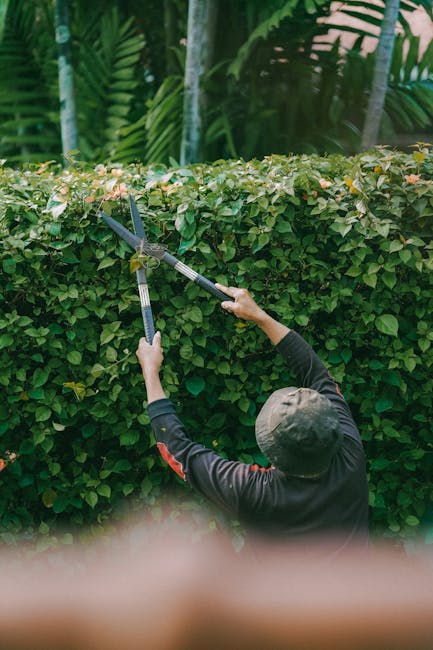A gardener wearing a dark long-sleeved top and a wide-brimmed hat is trimming a neatly maintained hedge with long-handled pruning shears. The hedge, composed of dense, small green leaves with some light pinkish flowers, runs horizontally across the image, dividing a lush garden area. Behind the hedge, large tropical plants with broad, vibrant green leaves are visible, adding texture and height to the landscape. The ground appears to be soil or mulch, and the overall scene is well-lit with natural daylight, illustrating a typical garden maintenance activity as part of landscaping work undertaken by Gardeners Chelsea. This detailed scene highlights the precision involved in hedge trimming, essential for garden care and outdoor maintenance in Chelsea's gardens.
